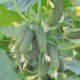 Бафра F1 семена огурца корнишона партенокарп раннего 33-38 дн 8-12 см (LibraSeeds/Erste Zaden)