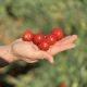 Ламар F1 семена томата дет. Черри среднего 110-120 дн. окр. 20 гр. красный (LibraSeeds)
