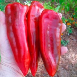 Маркони Ред (Маркони Россо) семена перца сладкого тип Каппи среднего 90-95 дн. 20 см 3-4 мм зел/красн. (Hortus)