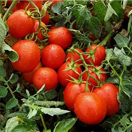 Гонг F1 насіння томата дет. раннього 70-80 гр. драж. (Isi Sementi)