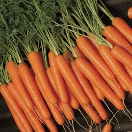 Амстердамская семена моркови тип Нантес среднеранней 100-110 дн. (Semenaoptom)
