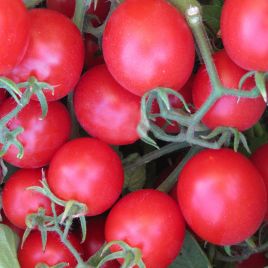 Багліор F1 (Baglior F1) насіння томата дет. чері раннього 25-30 гр. окр. (Seminis)