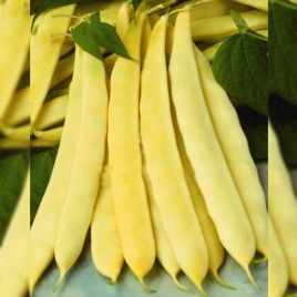 Супернано насіння квасолі спаржевої кущової середньої 62 дн. жовт. (Satimex КЛ)
