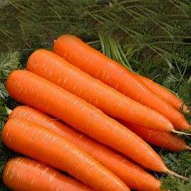 Перун F1 семена моркови Флакке поздней 130-150 дн. 25-30 см (Satimex СДБ)