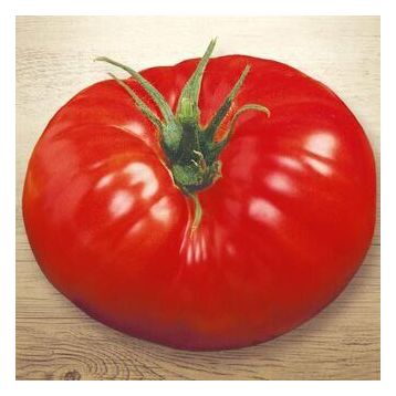 Король гігантів насіння томата індет середнього 110-120 дн 450-800г (Семена Украины)