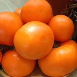 Оранж-плюс F1 семена томата индет оранжевого (Элитный ряд)