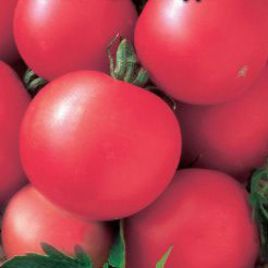 Волгоградський рожевий насіння томата дет. середньораннього окр. 200 гр. (Україна)