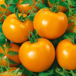 Оранж Флевор F1 насіння томата індет 70 дн окр 150-200 гр помар