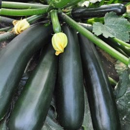 Черный красавец семена цуккини раннего 40-50 дн. 0,9-1,5 кг тем.-зел. (Украина СДБ)