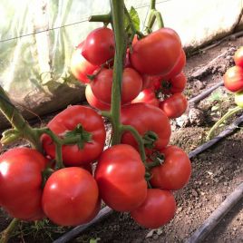 Роялпінк F1 насіння томату напівдет. ультрараннього 250-320 гр. рож. (Enza Zaden)