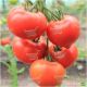 Беллфорт F1 Organic насіння томату індет. раннього 90-100 дн. окр. 250-300г червоний (Enza Zaden / Vitalis)