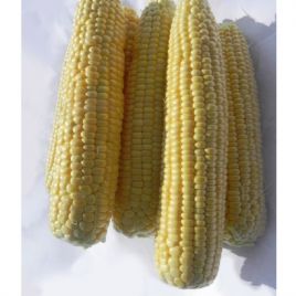 Кунг Фу F1 (Кунг-фу F1) насіння кукурудзи солодкої Su ультраранньої 65-67 дн. 21 см 16 р. (Harris Moran)