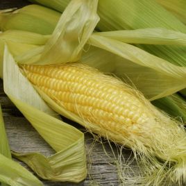 Елемент F1 насіння кукурудзи солодкої Su середньої 82 дн. 22 см 16-18 р. (Syngenta)