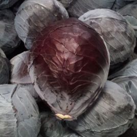 Розера F1 семена капусты к/к поздней 120-125 дн. 2-3 кг окр. (Hazera)