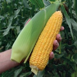 Драйвер F1 семена кукурузы суперсладкой Sh2 среднепоздней 79-80 дн. 24-26 см 18-20 р. (Harris Moran)