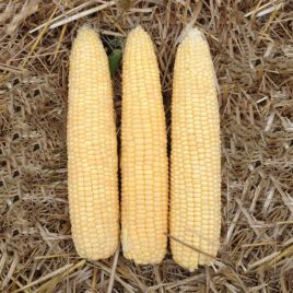 Генератор F1 семена кукурузы сладкой Su поздней 85 дн. 20-22 см 20-22 р. (Harris Moran)