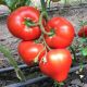 Арон F1 (Ерон F1) насіння томата індет. раннього 240-260 гр. червоний (Enza Zaden)
