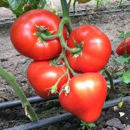 Арон F1 (Ерон F1) насіння томата індет. раннього 240-260 гр. червоний (Enza Zaden)