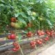 Тайпінк F1 насіння томату індет. ультрараннього 220-240 гр. рож. (Enza Zaden)