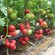 Тайпінк F1 насіння томату індет. ультрараннього 220-240 гр. рож. (Enza Zaden)