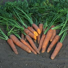 Морковь Ступицкая 