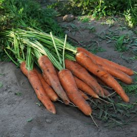 Морковь Карамельная краса 