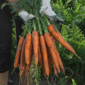 Морковь Варвара краса 