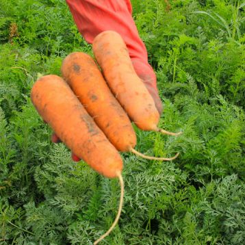 Морква Настена-сластена
