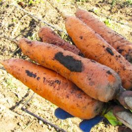 Каролина семена моркови Шантане (Semenaoptom)