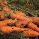 Красуня насіння моркви (Semenaoptom)