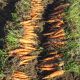Праздник осени семена моркови Флакке (Semenaoptom)