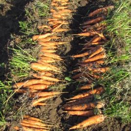 Свято осені насіння моркви (Semenaoptom)