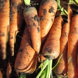 Цукрова королева насіння моркви (Semenaoptom)