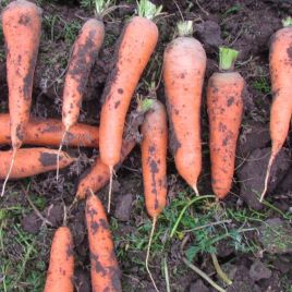 Слов'янка насіння моркви (Semenaoptom)
