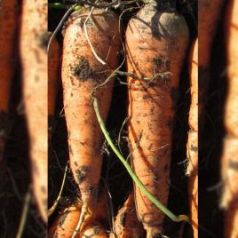 Лосиноостровська насіння моркви (Semenaoptom)