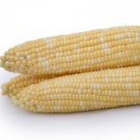 Майбико F1 семена кукурузы суперсладкой Sh2 средней 70-74 дн. 20-22 см 16-18 р. биколор (May Seeds)