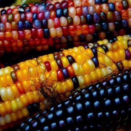 Кукуруза Разноцветная 