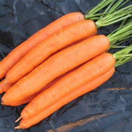 Цидера семена моркови Нантес поздней 145-155 дн. (Semenaoptom)