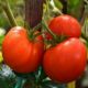 Рассада томата Колхозный урожайный 