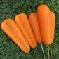 Боливар F1 (1,4-1,6) семена моркови Шантане средней (Clause)