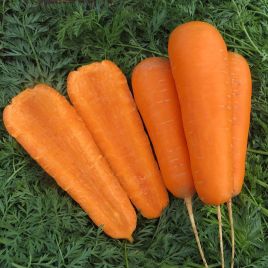 Боливар F1 (1,6-2,0) семена моркови Шантане средней (Clause)