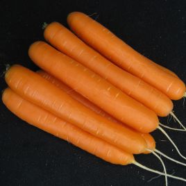 Морковь Санторин F1 (2,0-2,25)