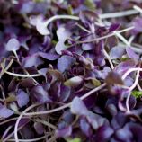 Мікрозелень (мікрогрін) фіолетового базиліка