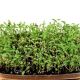 Набір для вирощування мікрозелені Ароматний сет
