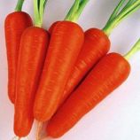Морковь Ти-134 F1 (калибр. 2,0-2,6 мм)