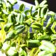 Мікрозелень (мікрогрін) соняшнику