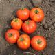 Дуал Лардж F1 насіння помідора детермінантного (Ergon seeds)