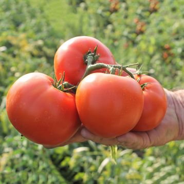 Дуал Лардж F1 насіння помідора детермінантного (Ergon seeds)