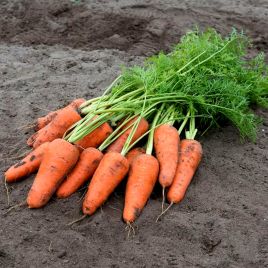 Морковь Кесена F1 (1,6-1,8 мм) 