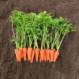 Морковь Кесена F1 (1,8-2,0 мм) 